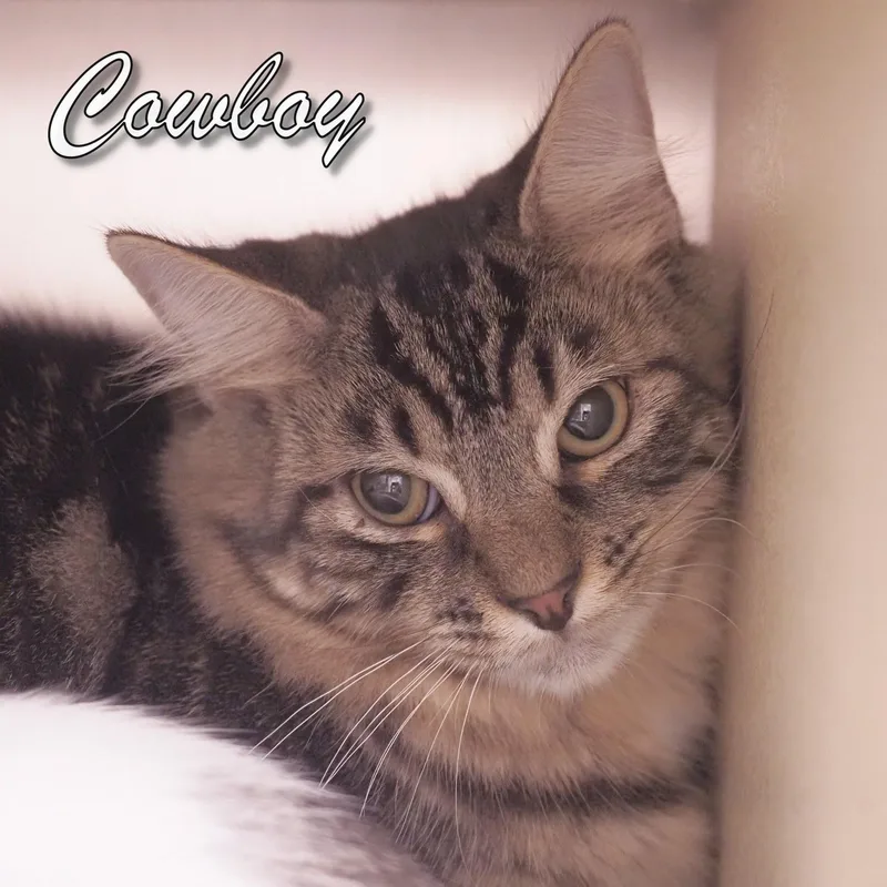 Cowboy thumbnail 2