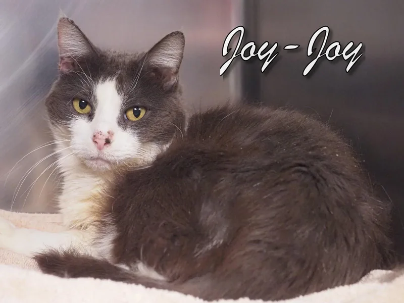 Joyjoy thumbnail 3