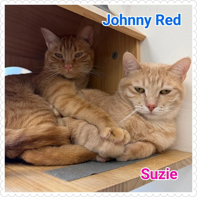 Johnny Red thumbnail 2
