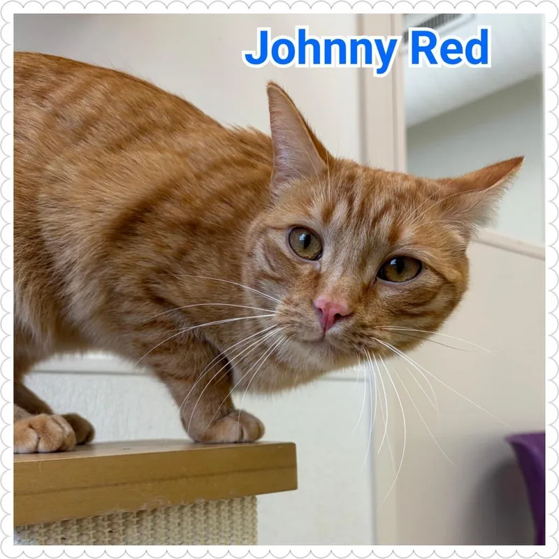 Johnny Red thumbnail 3
