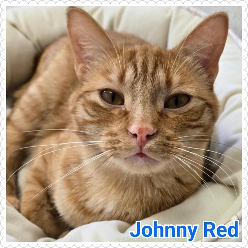 Johnny Red thumbnail 4