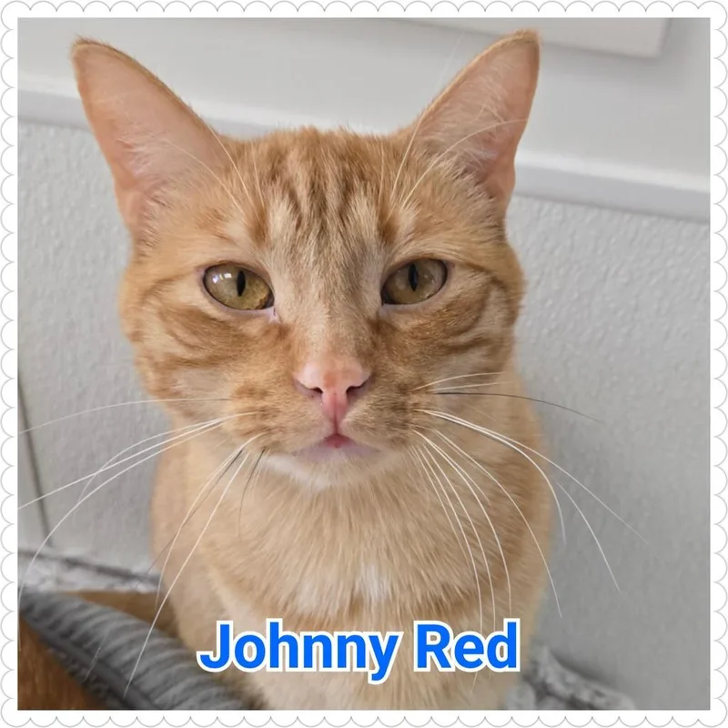 Johnny Red