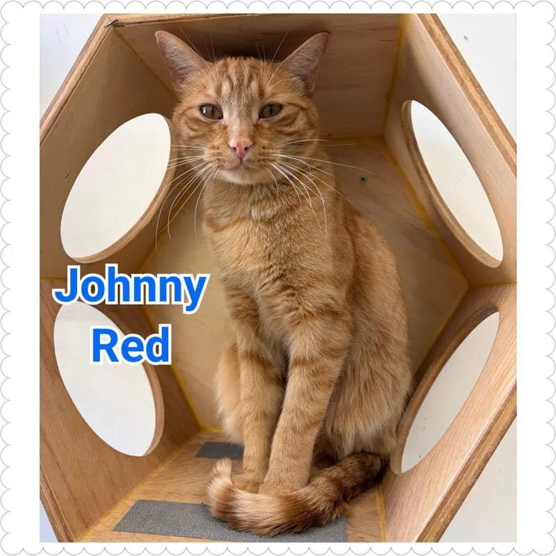 Johnny Red thumbnail 5