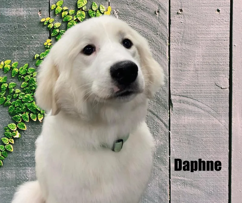 Daphne thumbnail 2
