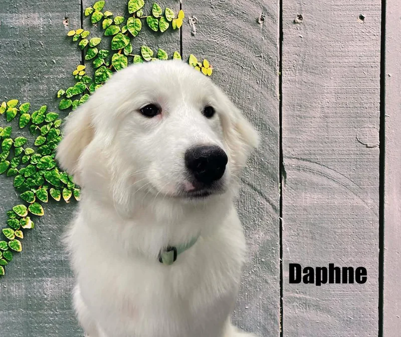 Daphne thumbnail 3