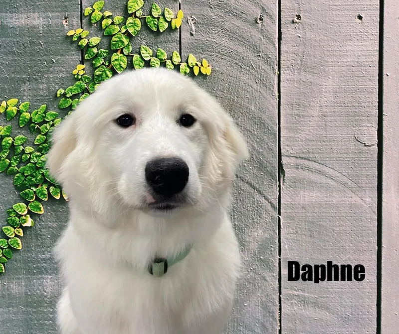 Daphne