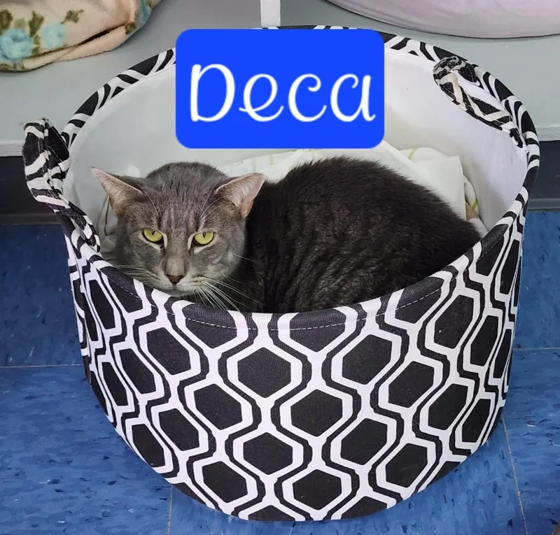 Deca thumbnail 6