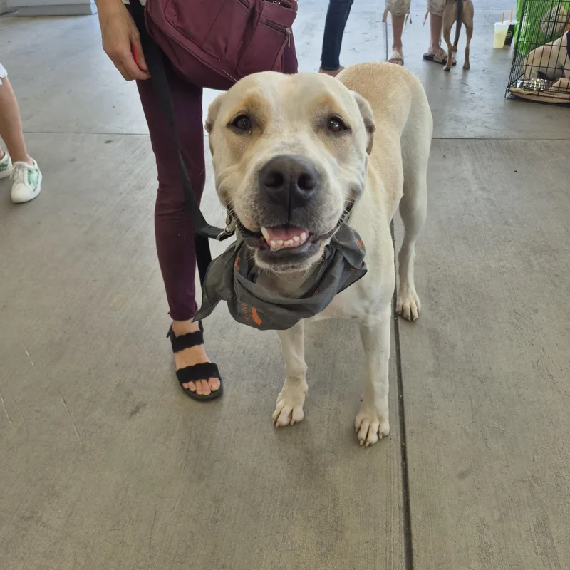 Harriet Wears Hats! thumbnail 2