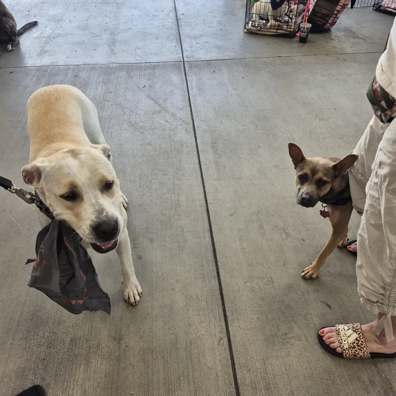 Harriet Wears Hats! thumbnail 3