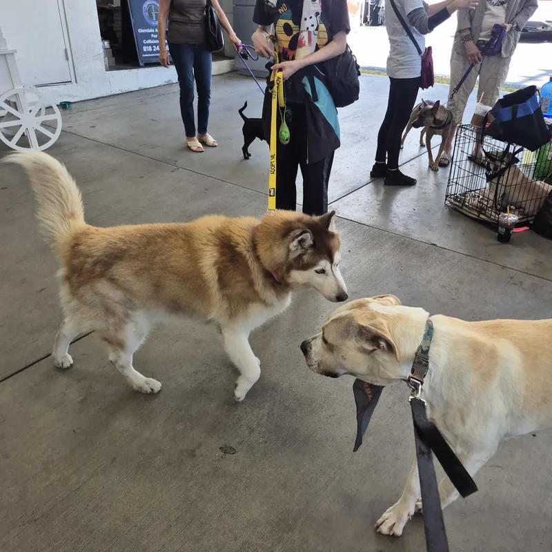 Harriet Wears Hats! thumbnail 4