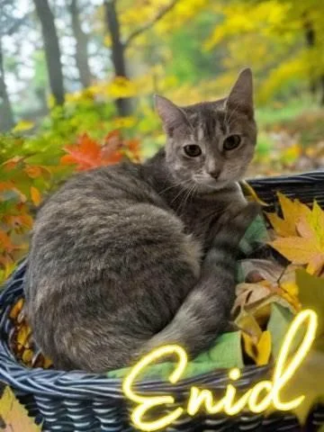 Enid