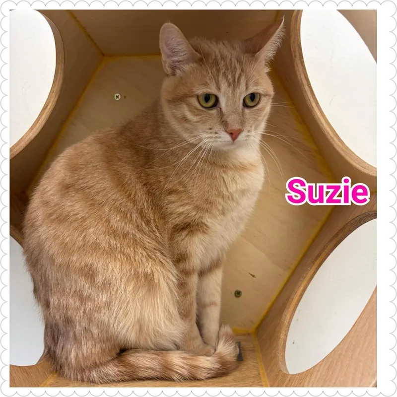 Suzie