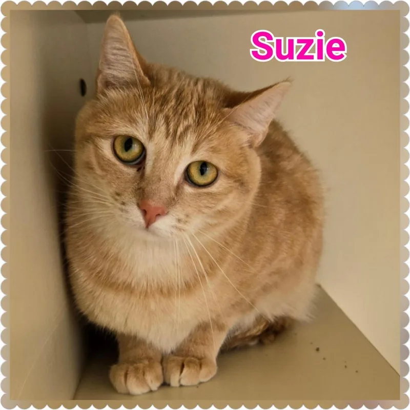 Suzie thumbnail 3
