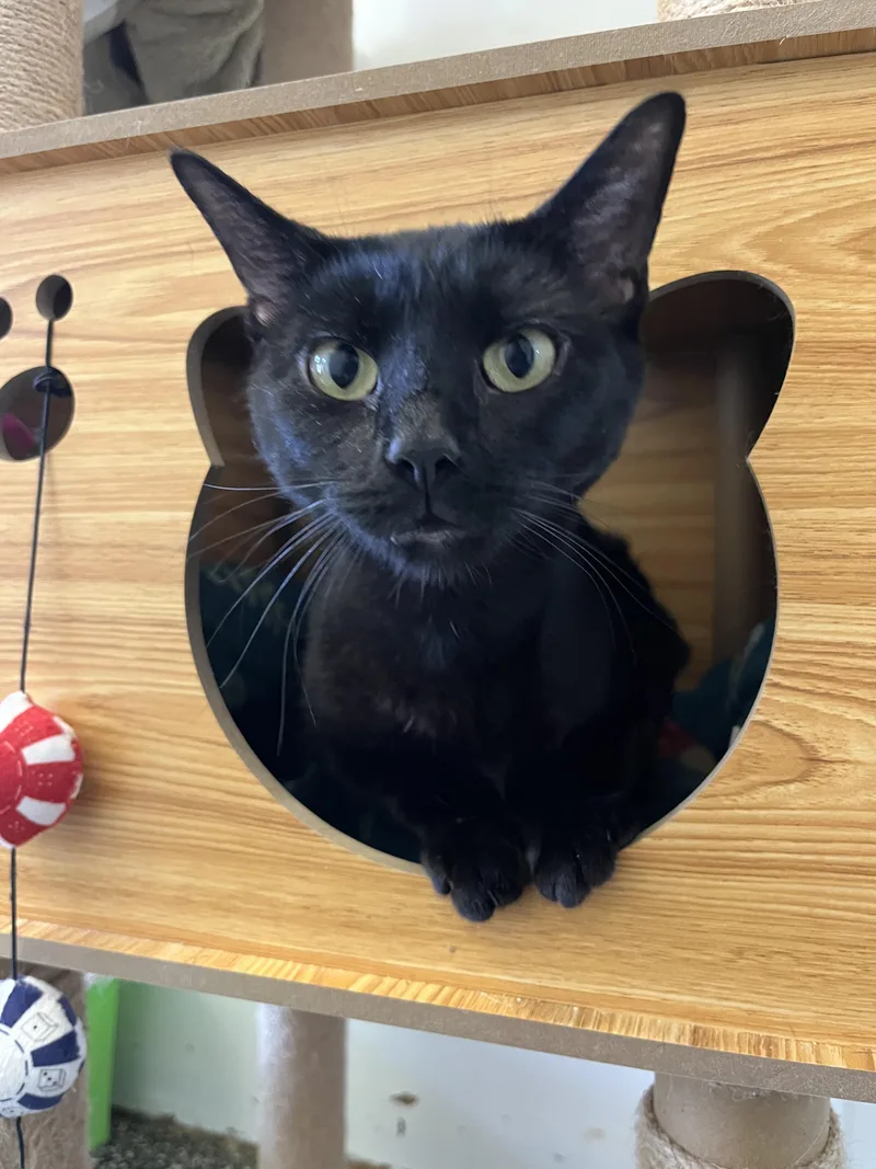 Sweetie Tarts thumbnail 2