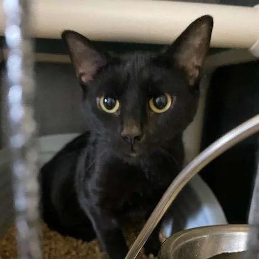 Sweetie Tarts thumbnail 3