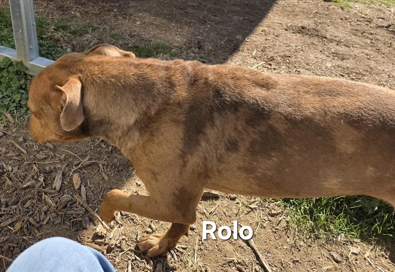 Rolo thumbnail 6