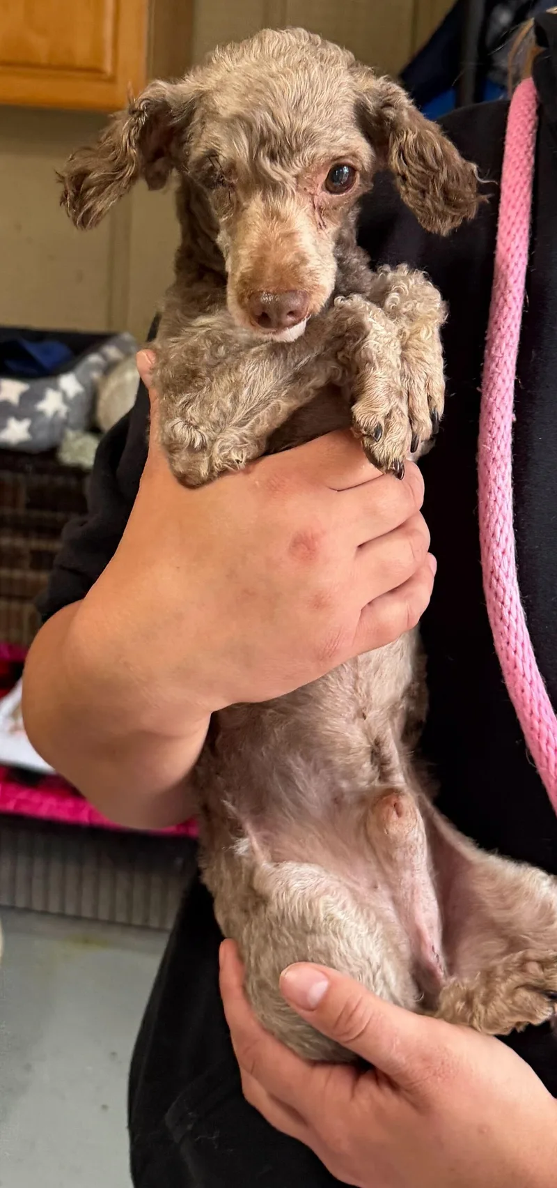 Romeo Feb   thumbnail 2