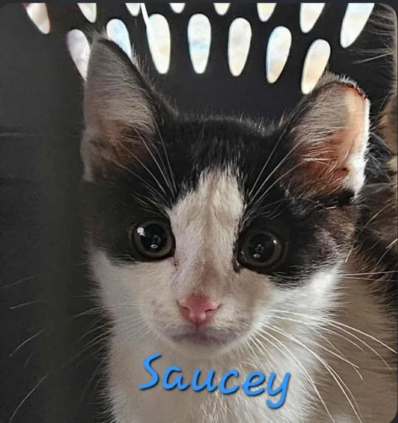 Saucey