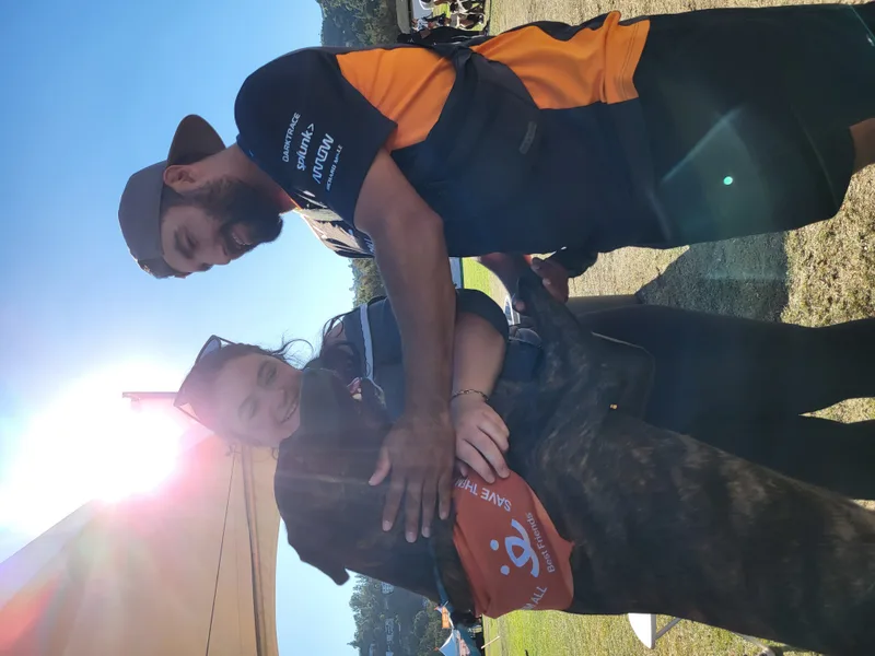 A young large-sized male Brindle Dutch Shepherd dog named Beef!! Where's The Beef? for adoption in Manhattan Beach, CA