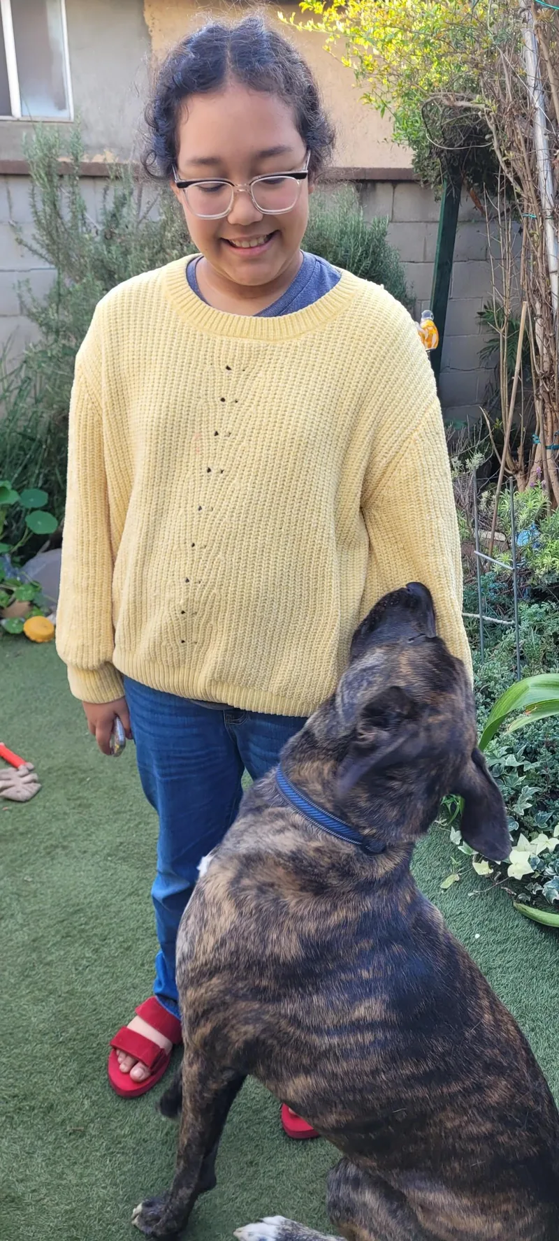 A young large-sized male Brindle Plott Hound dog named Beefcake Beef!! for adoption in Manhattan Beach, CA