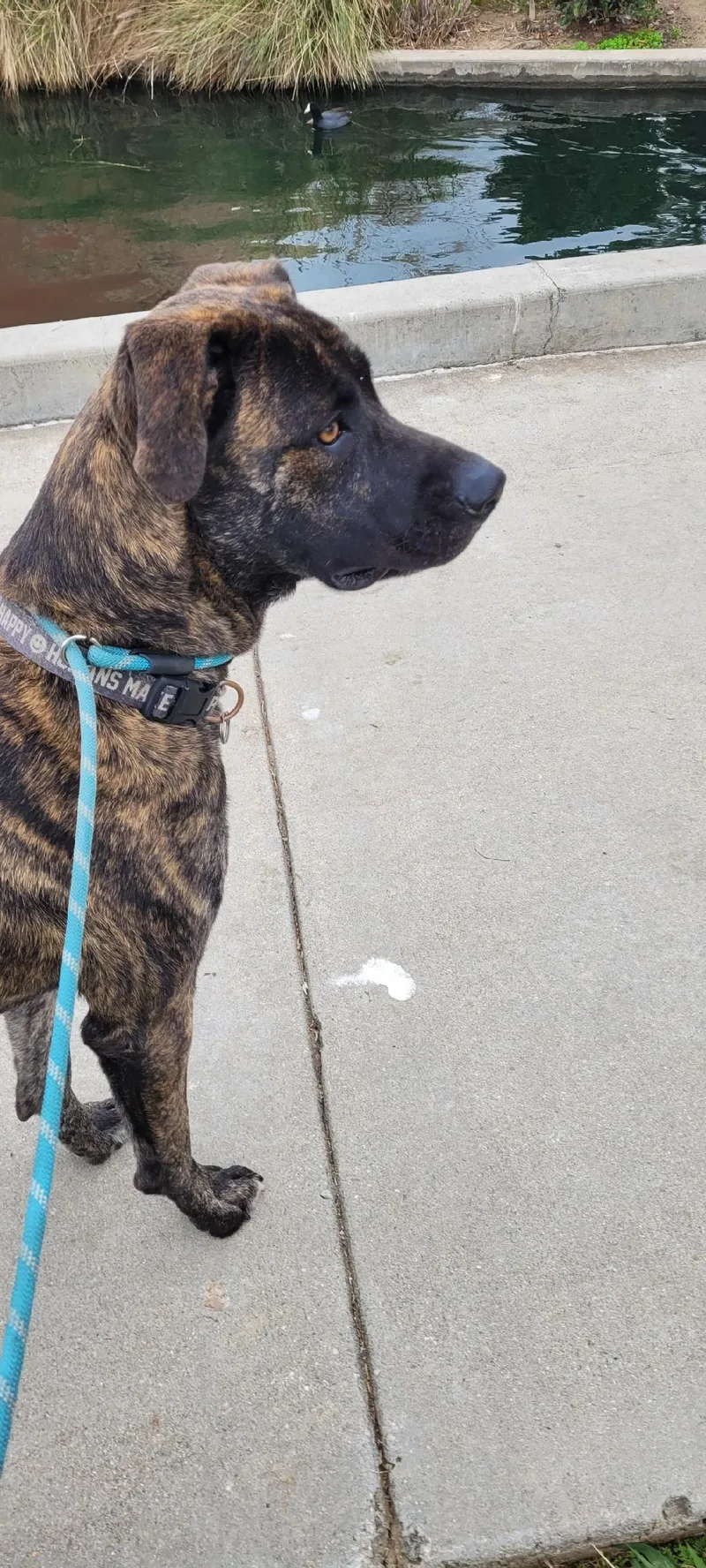 Beefcake Beef!! thumbnail 4