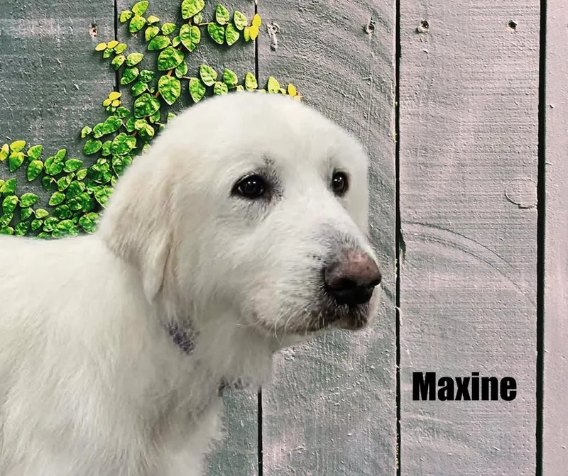 Maxine