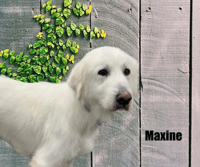 Maxine thumbnail 2