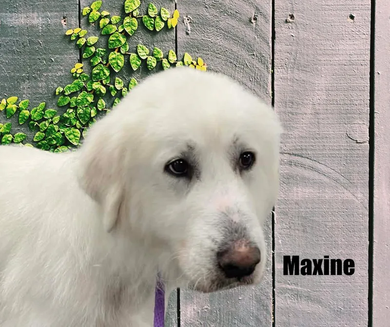 Maxine thumbnail 3