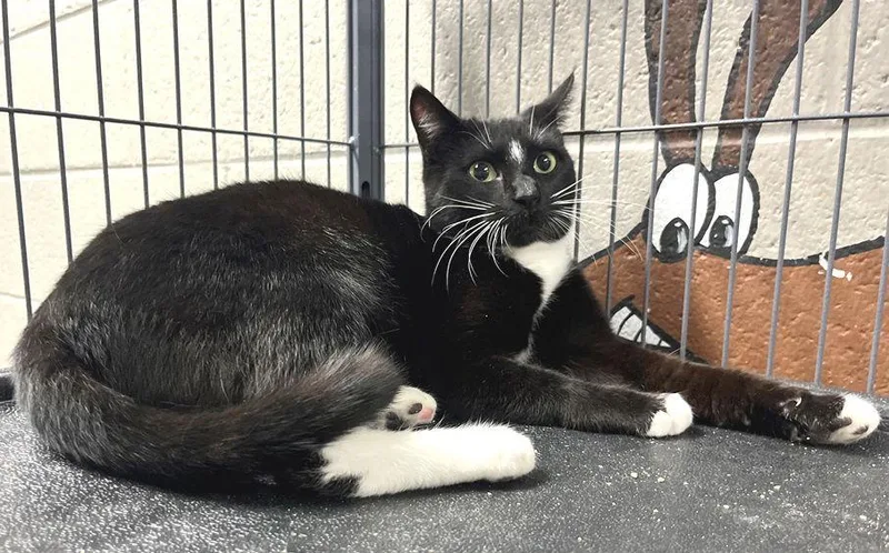 Pearline thumbnail 2