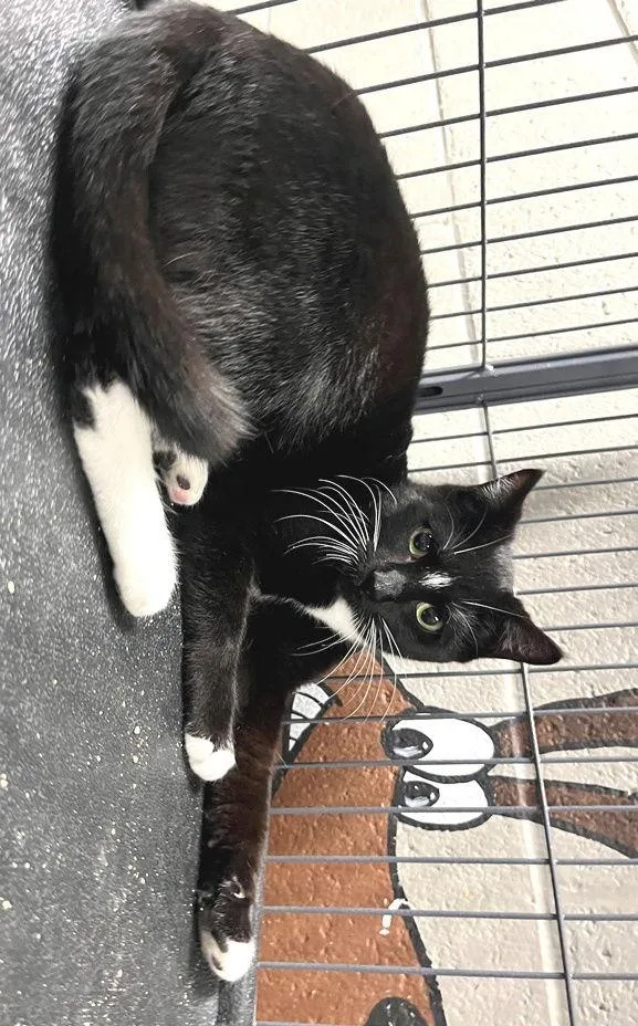 Pearline thumbnail 3