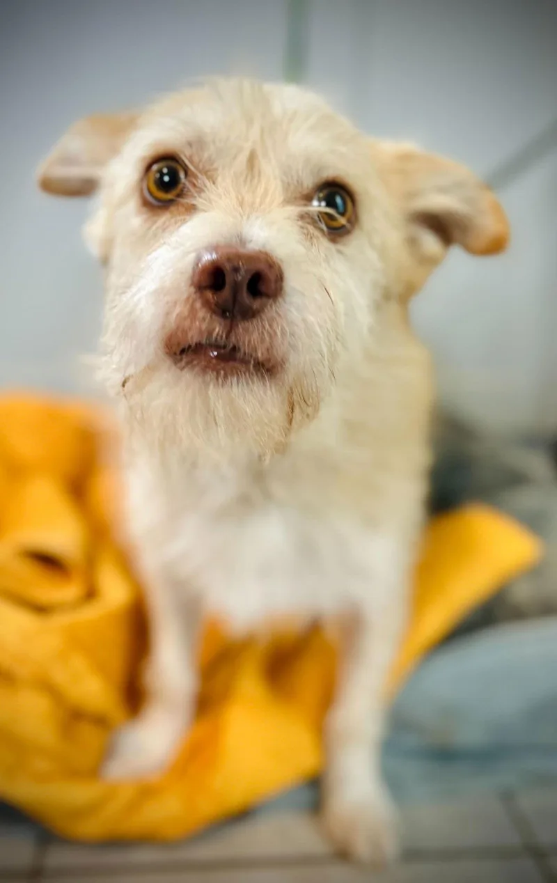 Underdog Aug thumbnail 2