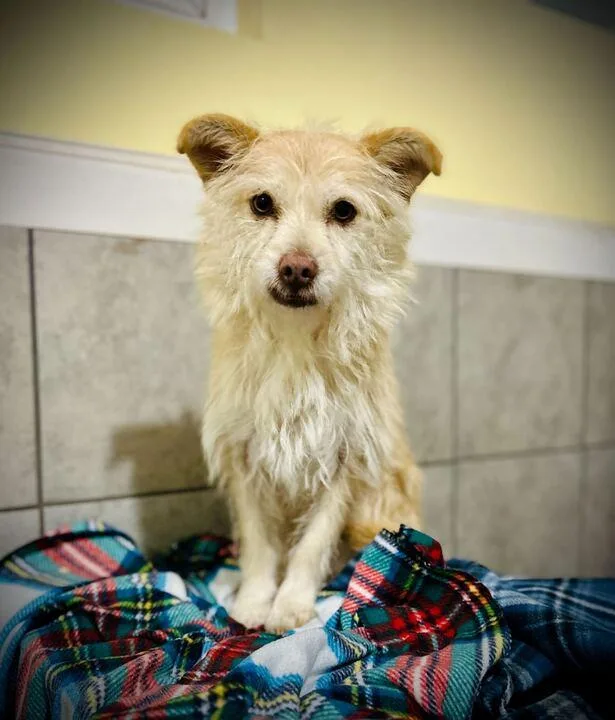 Underdog Aug thumbnail 3