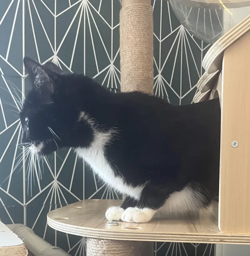 Valentuna thumbnail 3