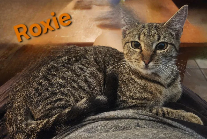 Roxie thumbnail 2