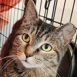 An adult medium-sized female Tabby (Brown / Chocolate) Tabby cat named Maggie for adoption in Lancaster, VA