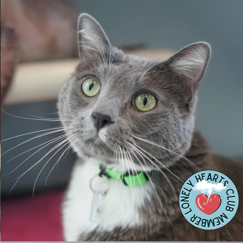 Meatloaf thumbnail 2