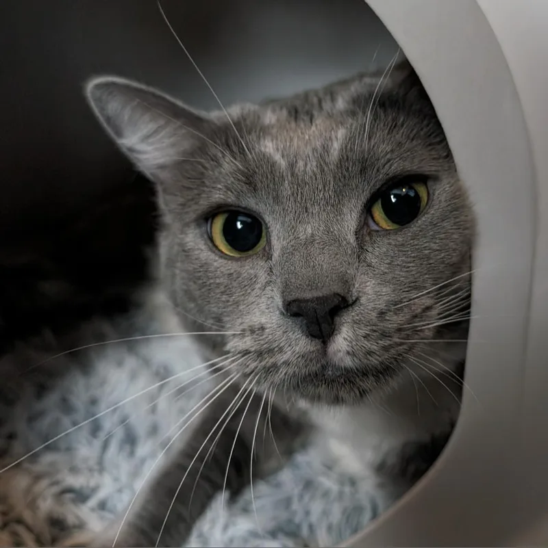 Meatloaf thumbnail 4