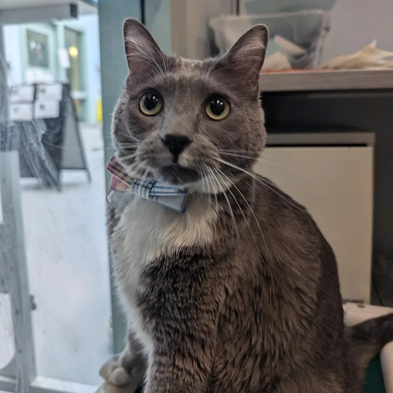 Meatloaf thumbnail 6