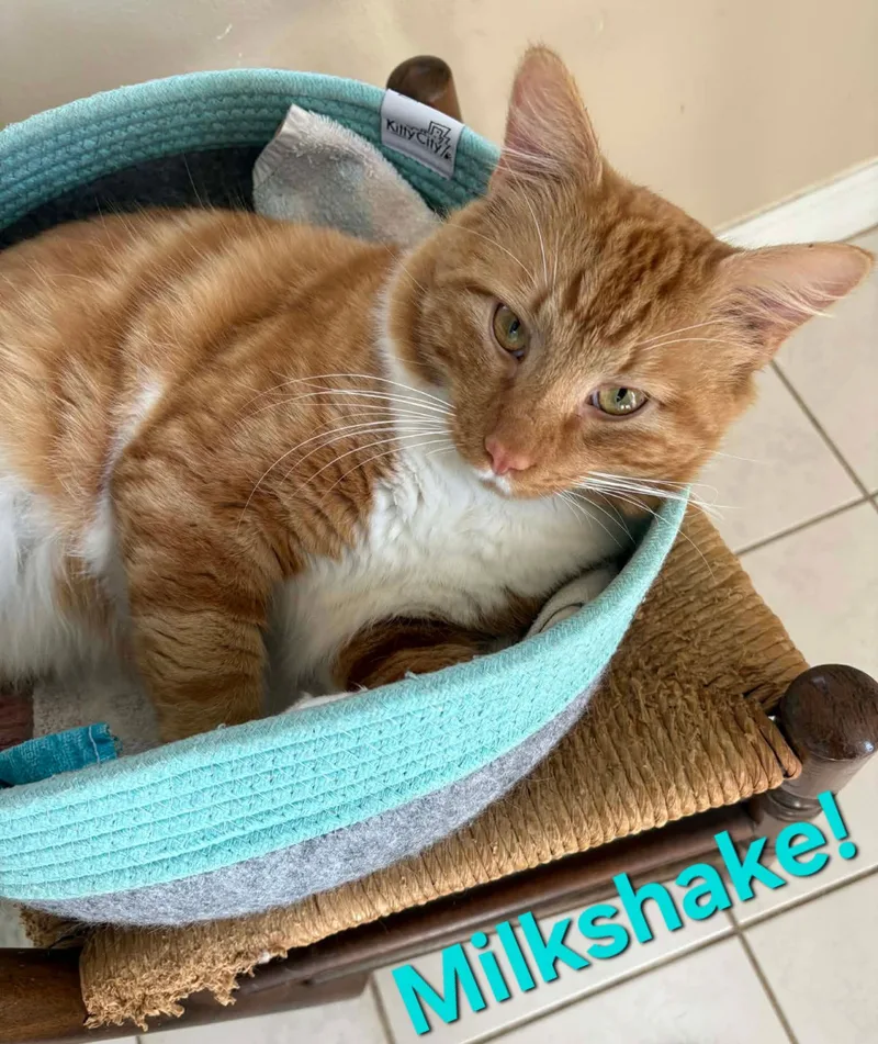 Milkshake thumbnail 3