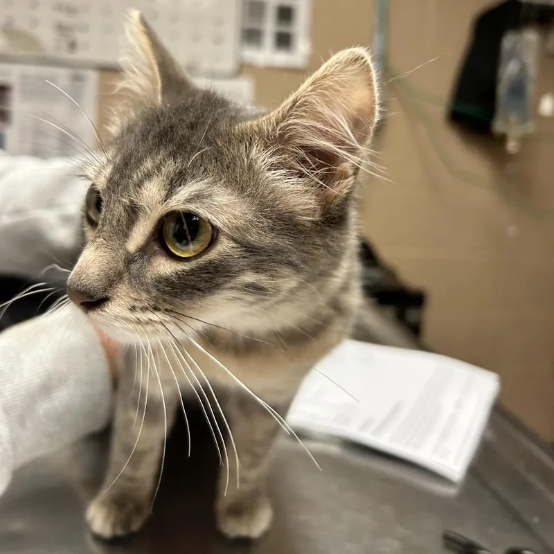 Minnie Aka Eliza thumbnail 4