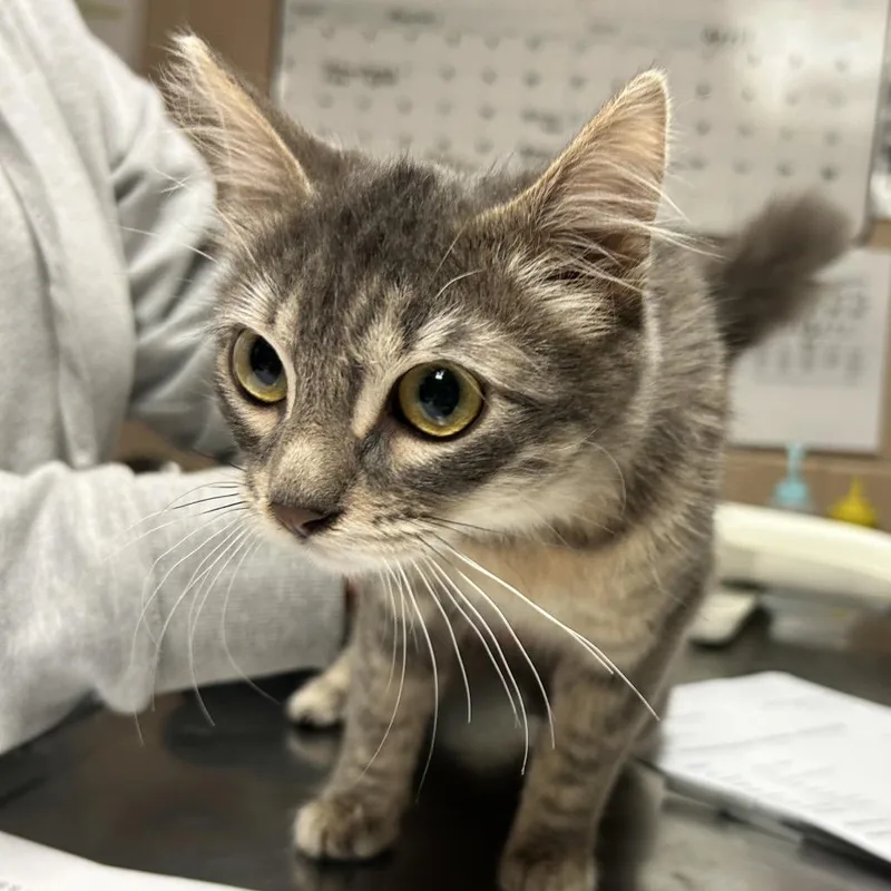 Minnie Aka Eliza thumbnail 5