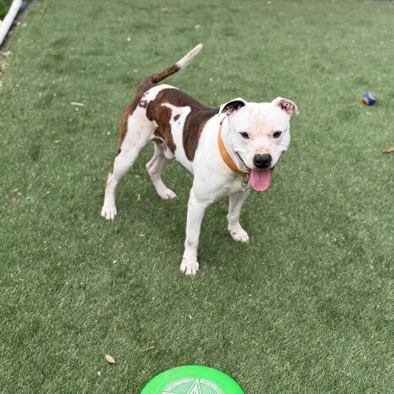 Itty Bitty thumbnail 6