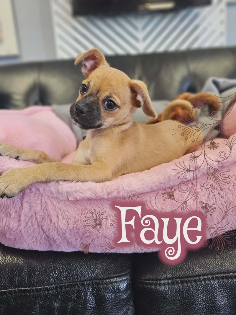 Faye thumbnail 3