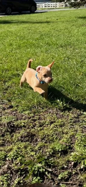 Butterscotch thumbnail 3