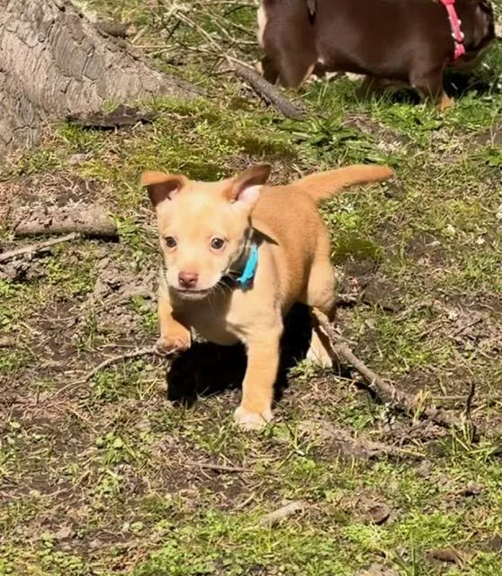 Butterscotch thumbnail 4