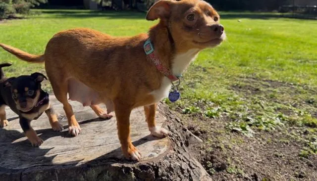 Cinnamon thumbnail 2