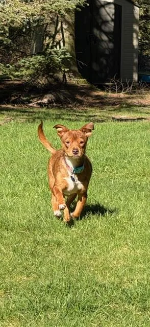 Cinnamon thumbnail 3