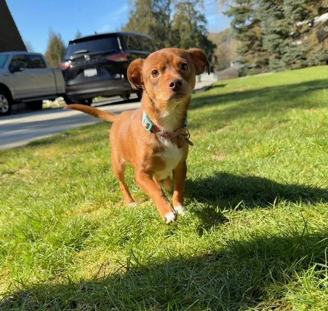 Cinnamon thumbnail 4