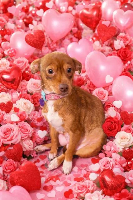 Cinnamon thumbnail 5