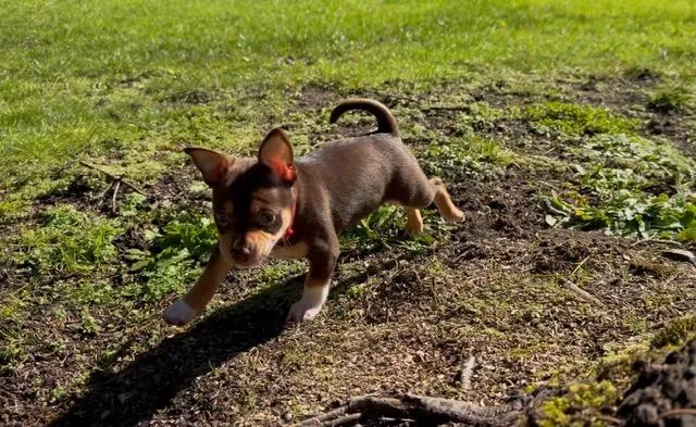 Snickers thumbnail 3